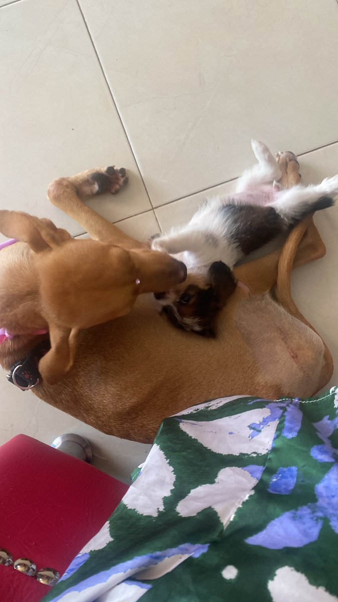 Estamos muy tristes, La monita ha sido rechazada ya 3 veces, la bañamos y la dejamos lista para entregarla y nunca pasaron por ella, a pesar de que quedó un poco coja, la monita puede caminar con normalidad. Ella se lleva bien con perros y gatos. es una perrita de poca actividad.
