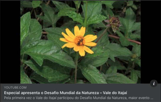 natuvaleitajai's tweet photo. Hoje estaremos estreando vídeo no qual, desde 4 óticas diferentes, relatamos o que foi a nossa primeira experiência no Desafio Mundial da Natureza #DNU2023. 
Convidamos a todes prestigiá-lo, a partir das 19h, em:
https://t.co/EnIQkvXFFp

#DiaDaArvore #vidasilvestre #valedoitajai https://t.co/pHu3egVYh3