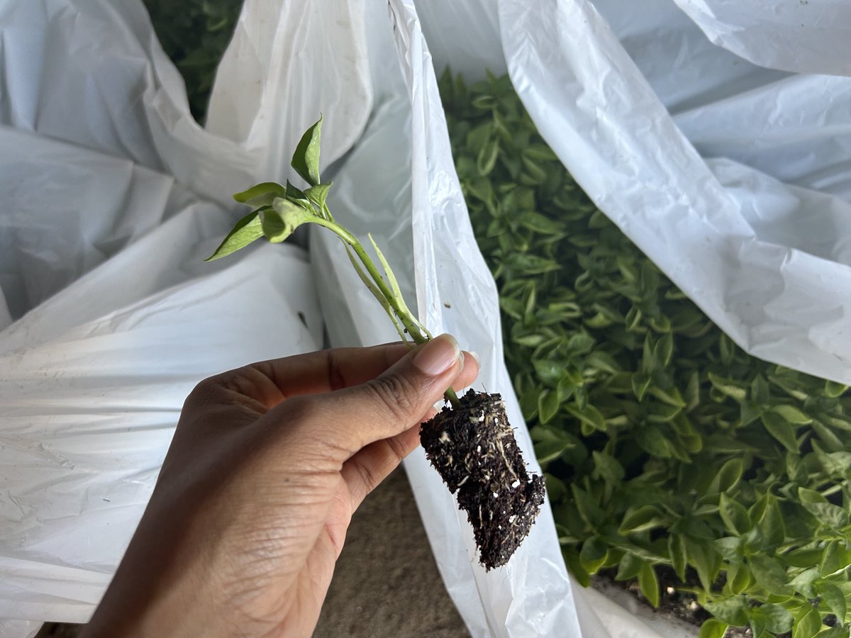 ModoP88's tweet photo. Putting 35k peppers 🫑 seedlings in the ground in this heat 🥵
#SheOO 💅🏽
#Agriculture 🌾
#Agribusiness 👩🏽💼
#SebenzaGirl 💪🏾 https://t.co/GVyoGbTVte