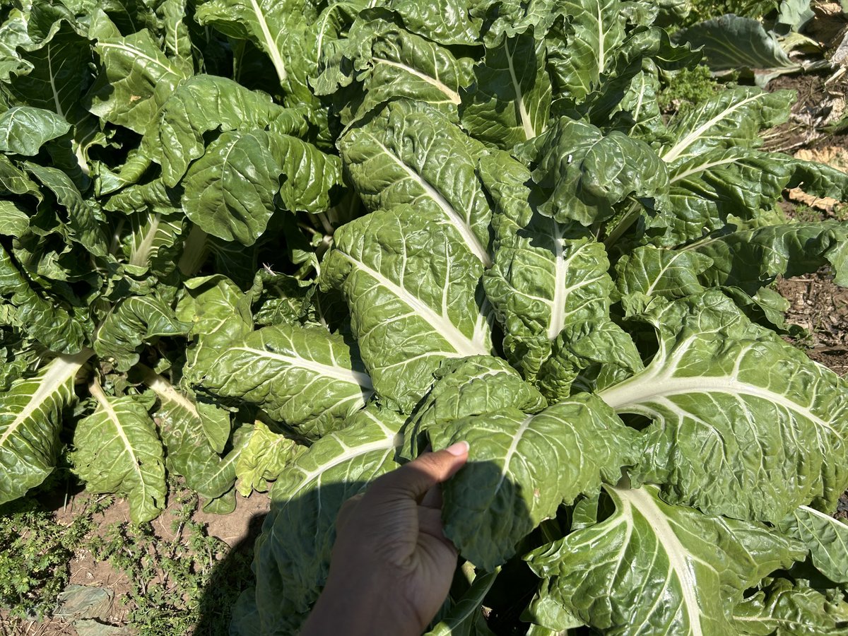 ModoP88's tweet photo. Putting 35k peppers 🫑 seedlings in the ground in this heat 🥵
#SheOO 💅🏽
#Agriculture 🌾
#Agribusiness 👩🏽💼
#SebenzaGirl 💪🏾 https://t.co/GVyoGbTVte