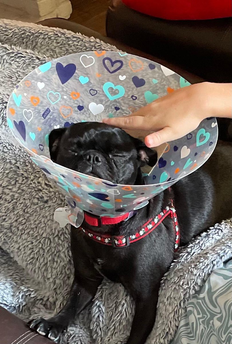 DFW Pug Rescue Club tweet media