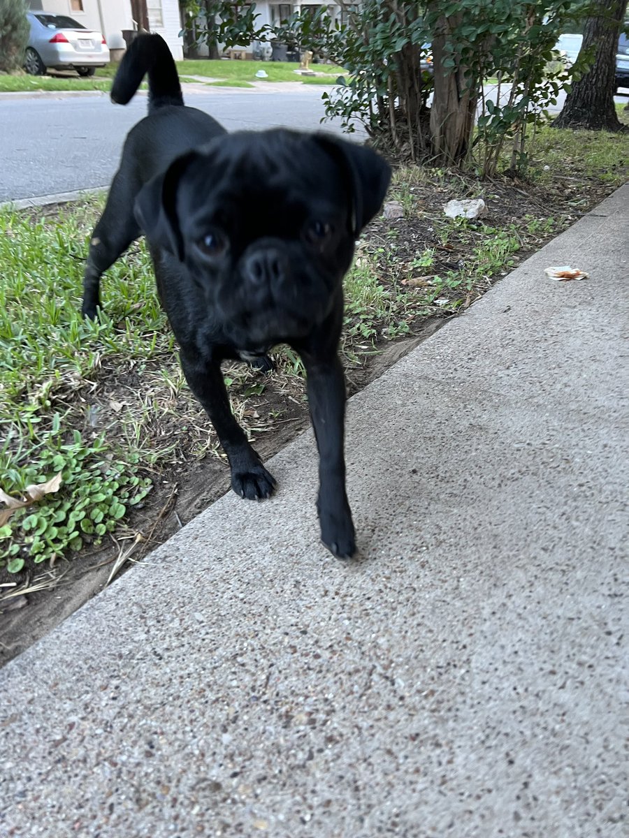 DFW Pug Rescue Club tweet media