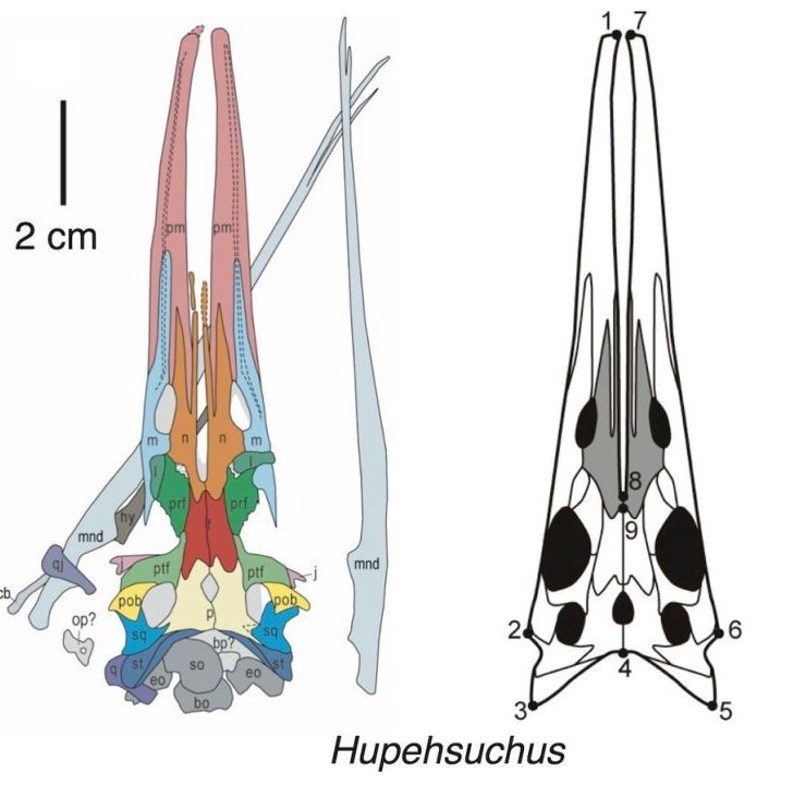 Este es Hupehsuchus, del Triásico de China. Este pariente rarito de los ictiosaurios ha sido identificado recientemente como un filtrador. Te lo cuento en la sección "Momento sapiens" del nuevo programa de <a href="/paleotertulias/">Tertulias en Pangea</a>. No te lo pierdas! go.ivoox.com/rf/116094781