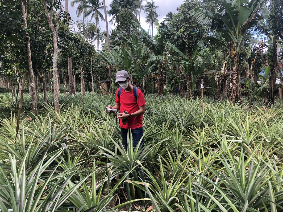 rePRISING_'s tweet photo. @zalf_leibniz Some photos from our final measurement campaign and biomass/soil sampling last August 2023 with our very hardworking Master student Rinan Bayot 🍍 #MonksHillLab https://t.co/24QWaDDc5v