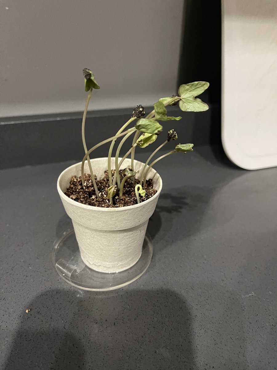 AVallecillo's tweet image. Pues las mias no paran de crecer… (Dan hasta susto 😳 😂) Qué regalo tan original!!! Gracias #sistedes2023