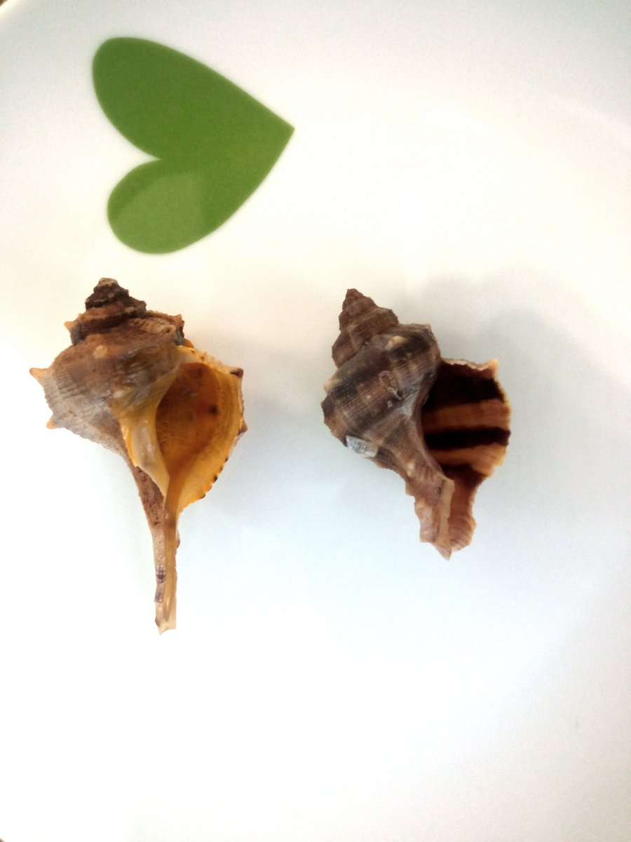 fjosepena's tweet photo. 🎤¿ Y tú de quién eres? 🐚🐚

Team #Brandaris vs Team #Trunculus https://t.co/M1W0UWcPME