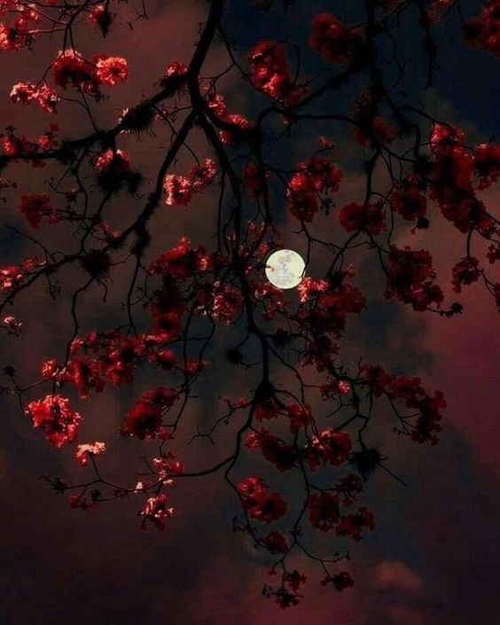 poeticalphotos's tweet image. 