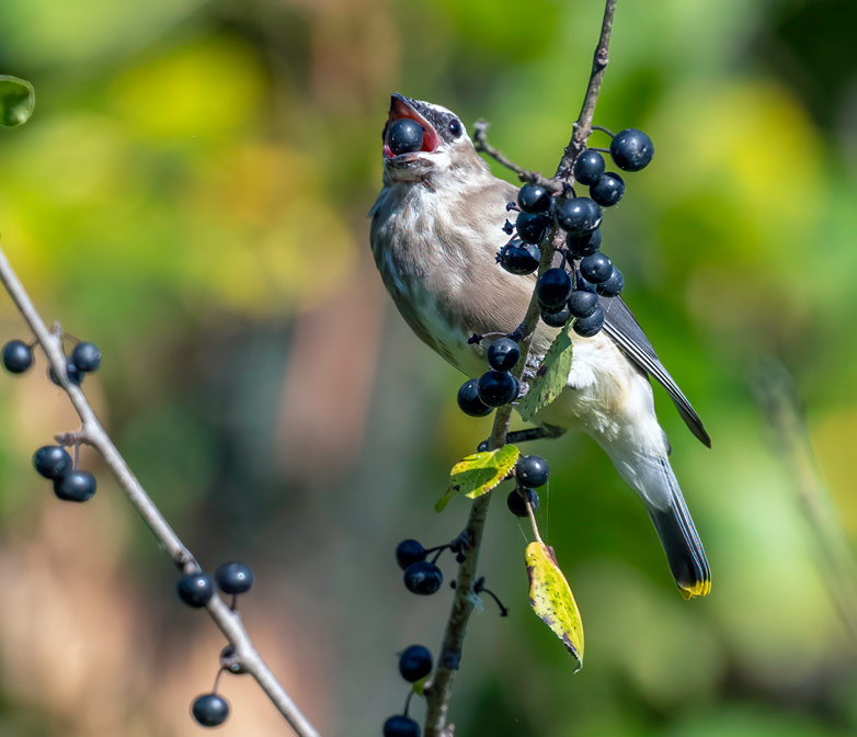 TnK Canoe tweet media