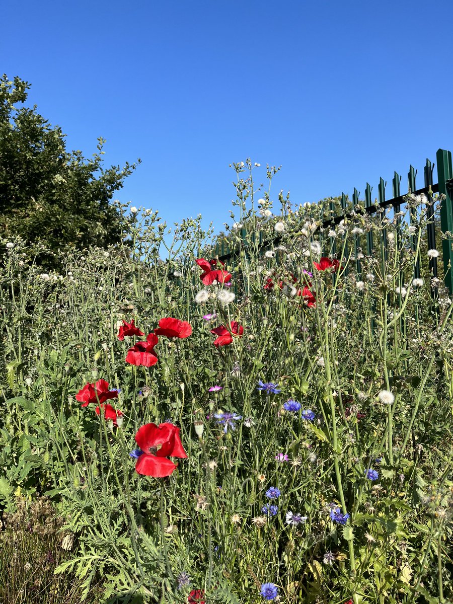 Springwest Blooms tweet media