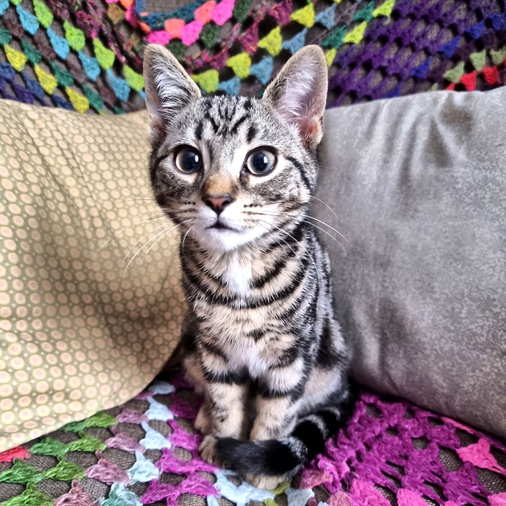 Bethy 🏴󠁧󠁢󠁷󠁬󠁳󠁿 🏳️‍🌈 🇪🇺 🦉🐈 tweet media