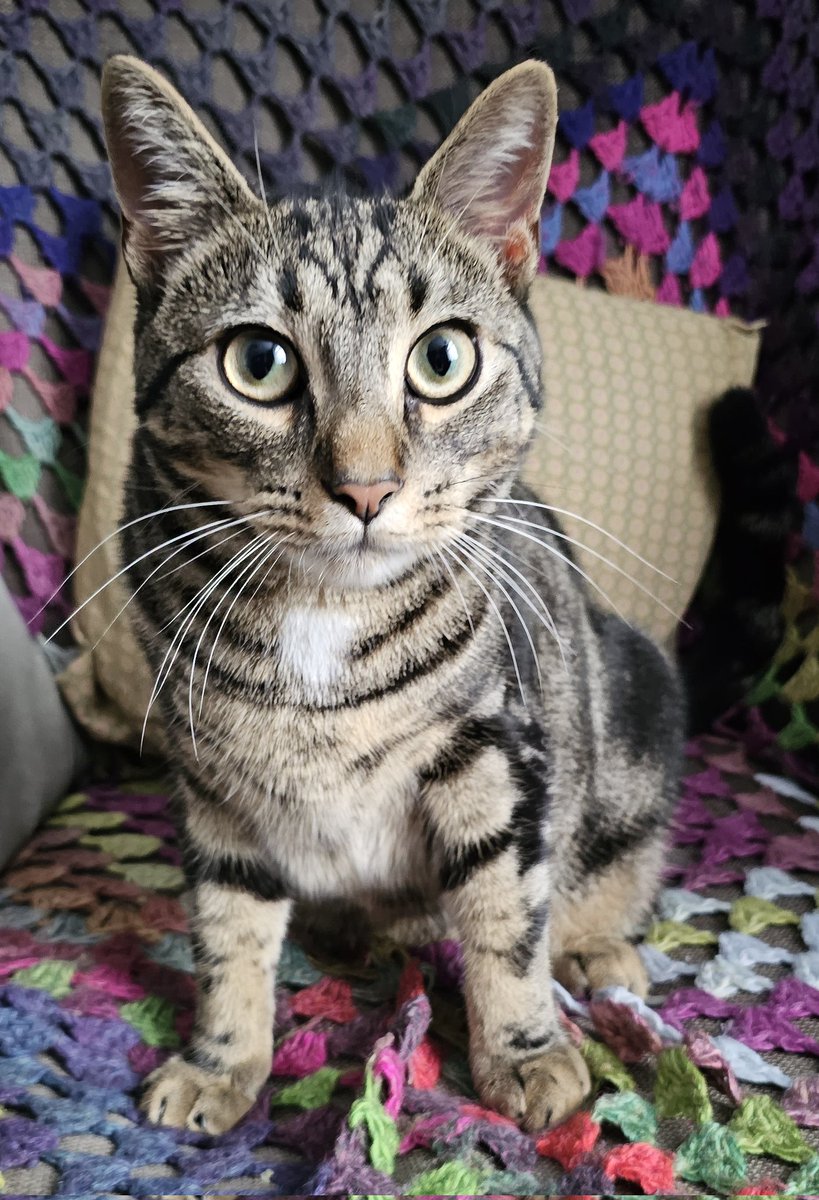 Bethy 🏴󠁧󠁢󠁷󠁬󠁳󠁿 🏳️‍🌈 🇪🇺 🦉🐈 tweet media