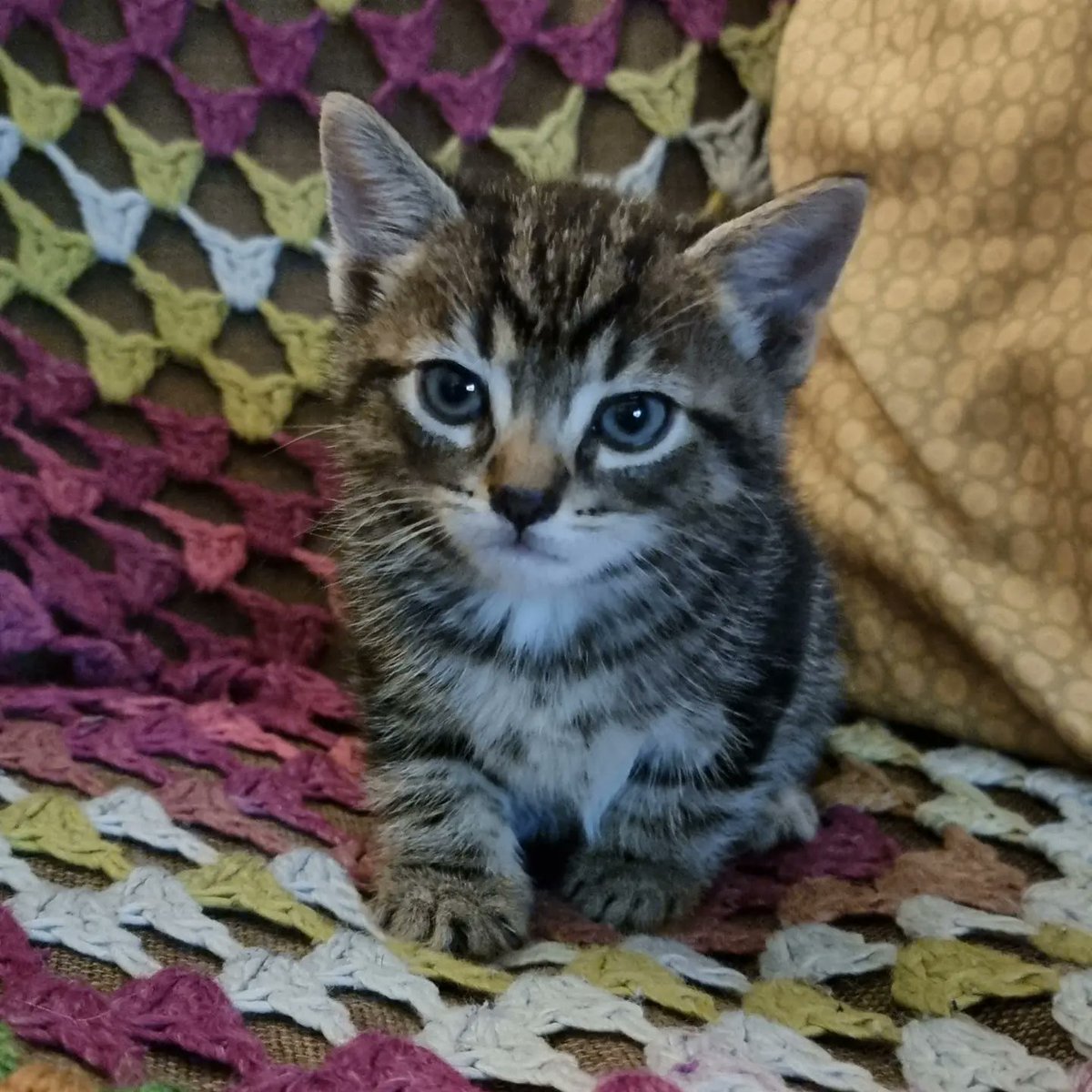 Bethy 🏴󠁧󠁢󠁷󠁬󠁳󠁿 🏳️‍🌈 🇪🇺 🦉🐈 tweet media