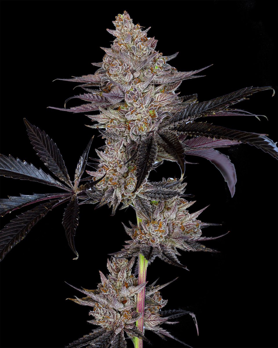 DFamilyClones's tweet photo. 🎉 Exciting News! 🎉 

We’re having a Flash Customer Appreciation Sale at Davidson Family Clones! 🕺 

BOGO on all clones 🌱

50% off Milkshakez strain with any purchase 🔥 

Free print of each strain purchased! 🎁 

Come check out or selection of  premium keepers! 🛒💚 

Photo of Devil’s Pie by @Raw_Genetics_ 

Devil Driver x Georgia Pie 

https://t.co/AJ0iLSPgRB

#CannabisClones #SaleAlert #Cannaland #StonerFam