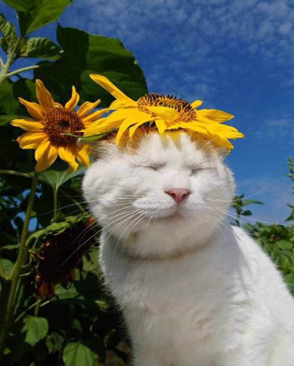 WE LOVE CATS tweet media
