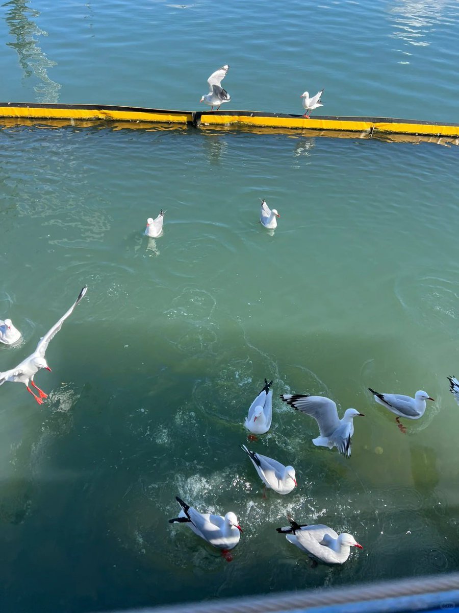 datex71's tweet image. 