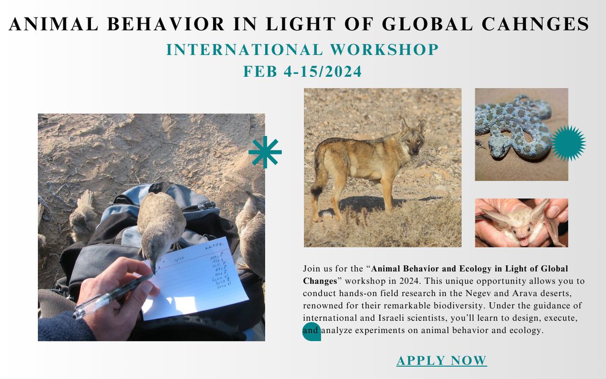 Apply now to participate in a hands-on workshop on 'Animal behavior in light of global changes' to be held in Feb 2024 in the Negev & Arava deserts! Work with international researchers @KeynanOded @YossiYovel @jordanlabmpi @krista_natasha & others! Details odedkeynan.wixsite.com/aravaworkshop