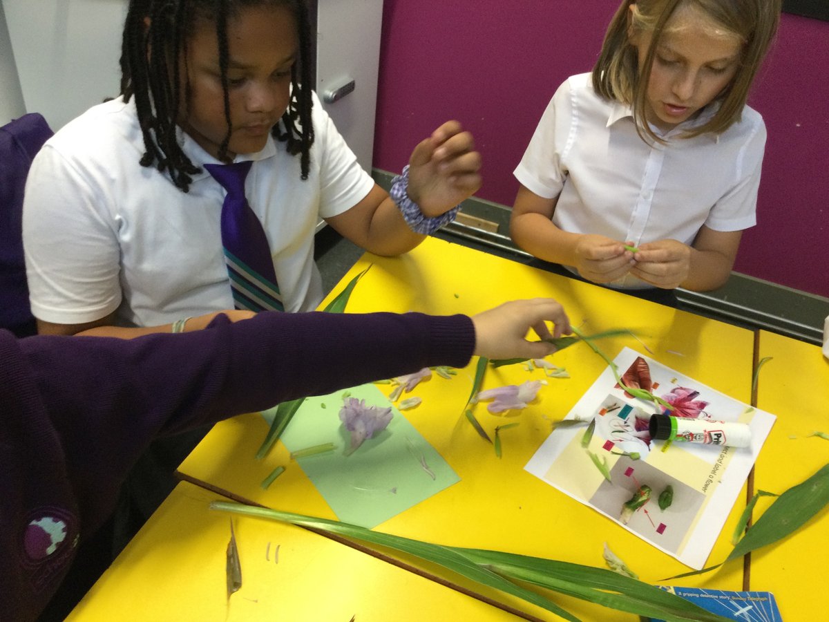 school21_uk's tweet image. 🌼🔍 #School21 Ellie Simmonds' Year 5 class delved into flower dissection this week! They identified all the parts - Hands-on science in action! 🔬🌸 

#ScienceClass #FlowerDissection #LearningByDoing @_bigeducation