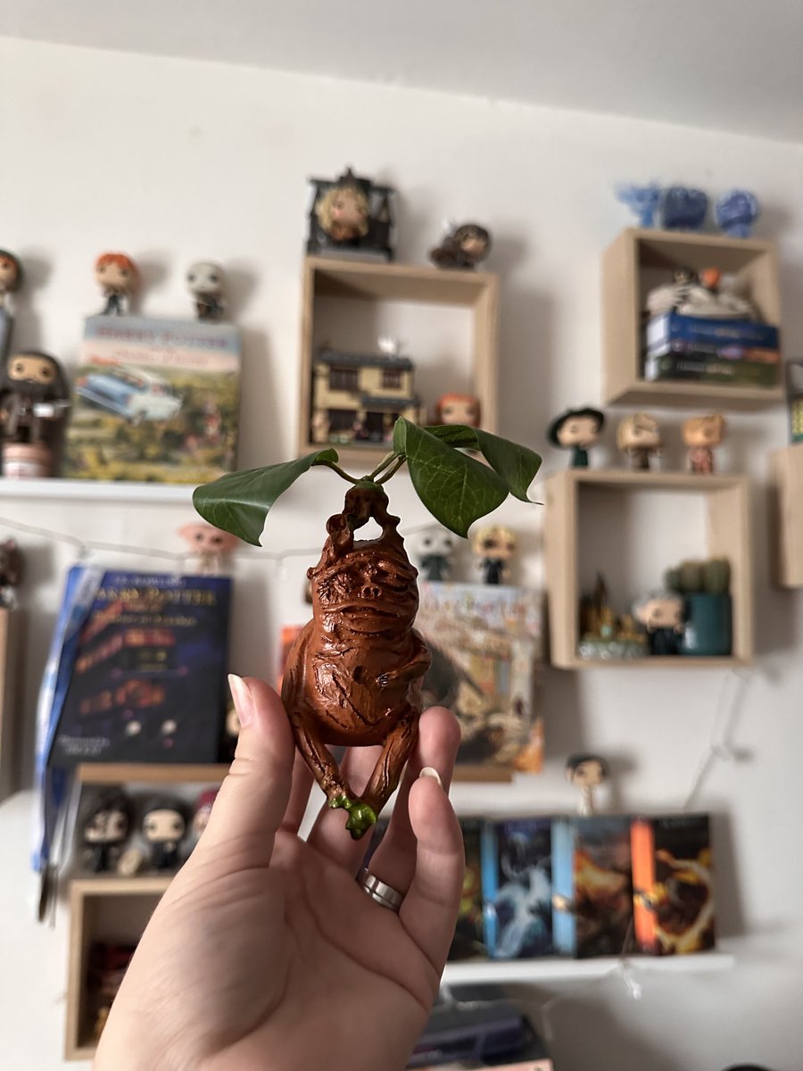 Eva_Mrs_S's tweet photo. A plant guaranteed to survive my care 🤷‍♀️ #HarryPotterFan https://t.co/6sqc2fyyga