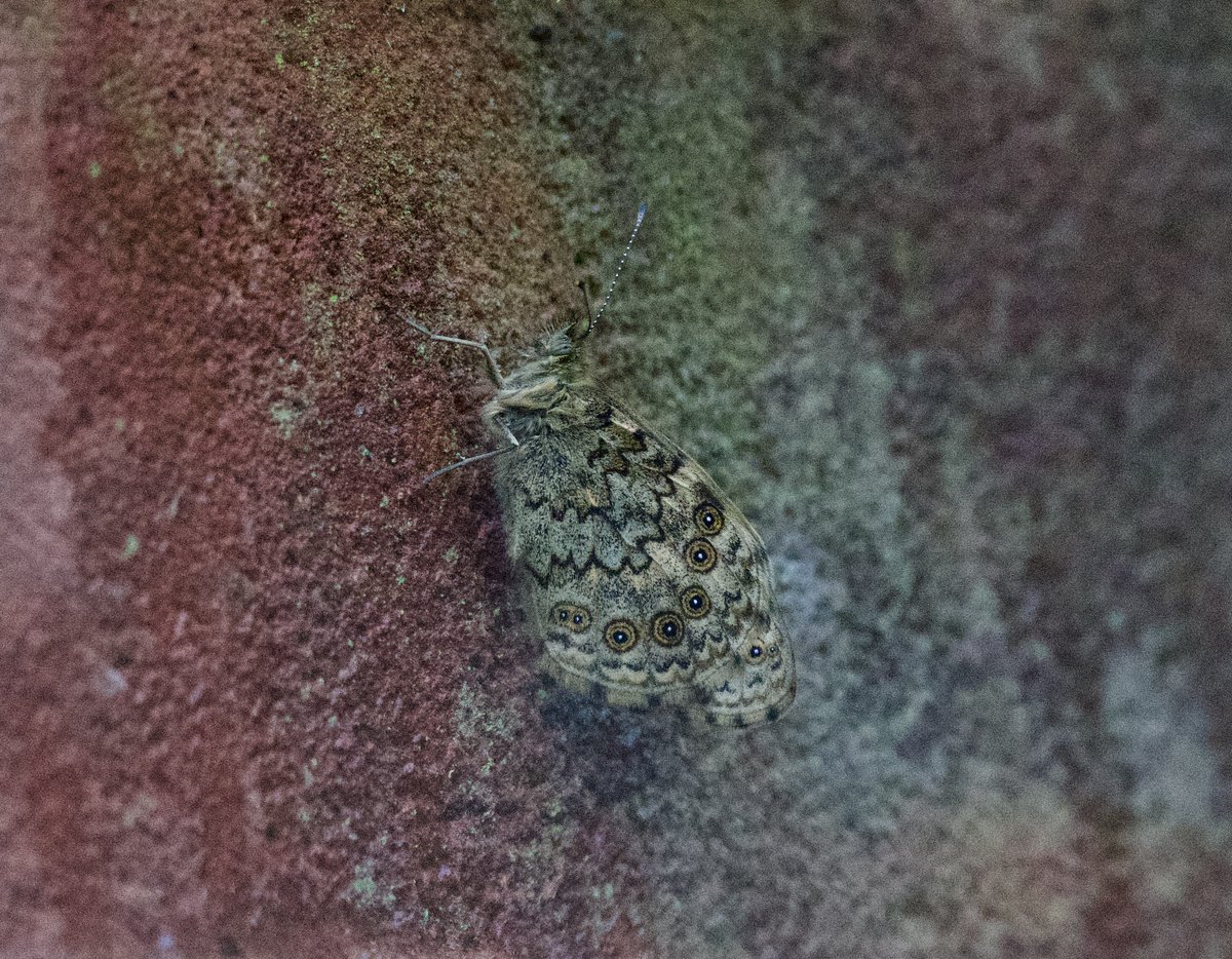 As the rain lashes down and the light has dimmed it looks like the #Wall butterfly is settling down in the garden for the night and is well camouflaged on the wall #GoodChoice #Shutterton #Dawlish