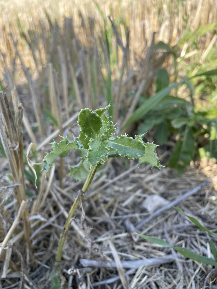 RaeDen5's tweet photo. What is your agronomist talking about when they say “new growth” on #weeds before #spraying? This is what we are talking about. Growth near the cut point on #thistle from #straightcut harvesting. https://t.co/gpH0OGTKVX