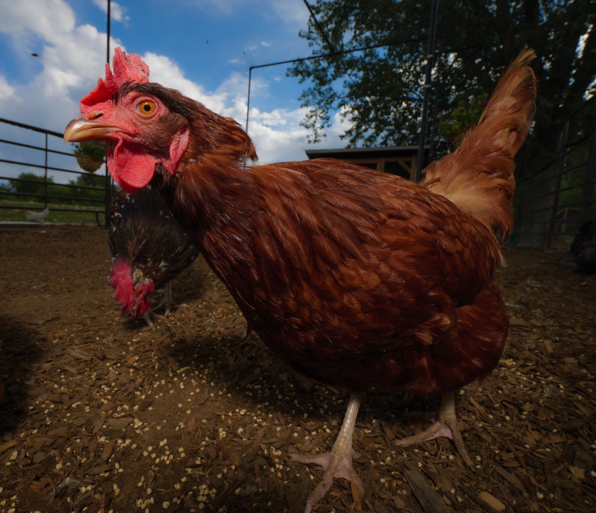 In the shade on a summer's day so bright,
Happy chicken clucks with pure delight.

(retweet to send a treat live.ourchickenlife.com)
