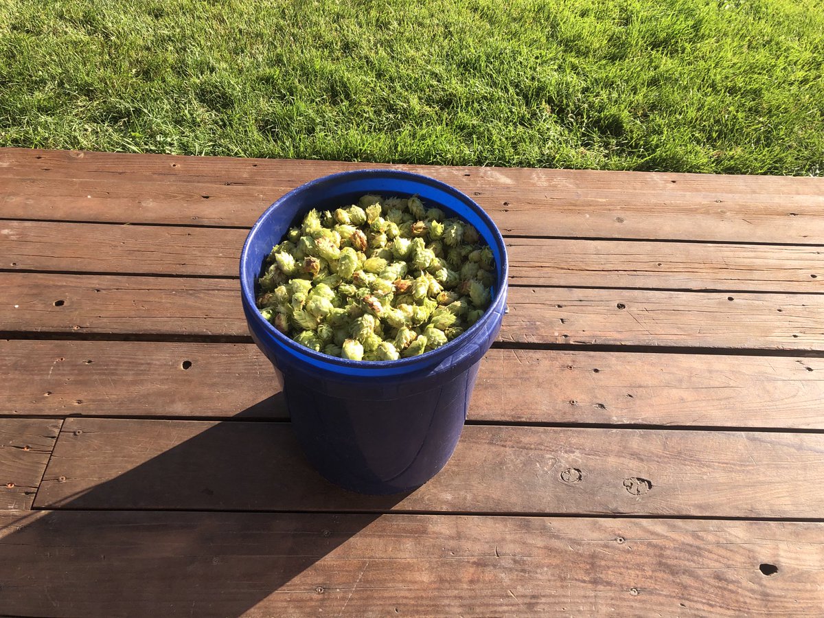 T_Agronomics's tweet photo. I picked 2 buckets of Citra, Chinook and Goldings hops from my garden trellis.  They will make about 40 gallons of homebrew.  Enough to keep my friends at Agronomists Happy Hour supplied for about a week.  First batch of Daddios Garden Citra Delight IPA is fermenting. https://t.co/9FxTg7yev2