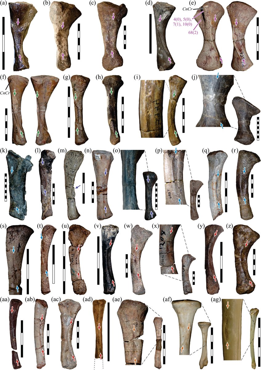 AnatRecord's tweet image. Exciting pair of muscle evolution companion papers just out! Bishop &amp;amp; Pierce describe the fossil record of appendicular muscle evolution in Synapsida on the line to mammals in both the forelimb and hindlimb:
anatomypubs.onlinelibrary.wiley.com/doi/10.1002/ar…
anatomypubs.onlinelibrary.wiley.com/doi/10.1002/ar…