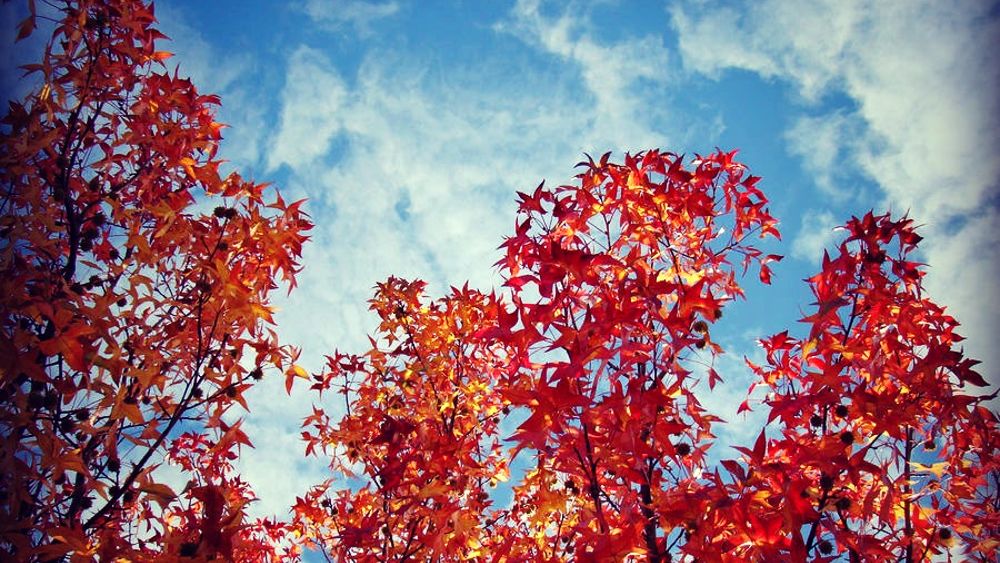 Pinja_Ar's tweet photo. Benvenuto #Autunno! https://t.co/lEHIxRYTKy