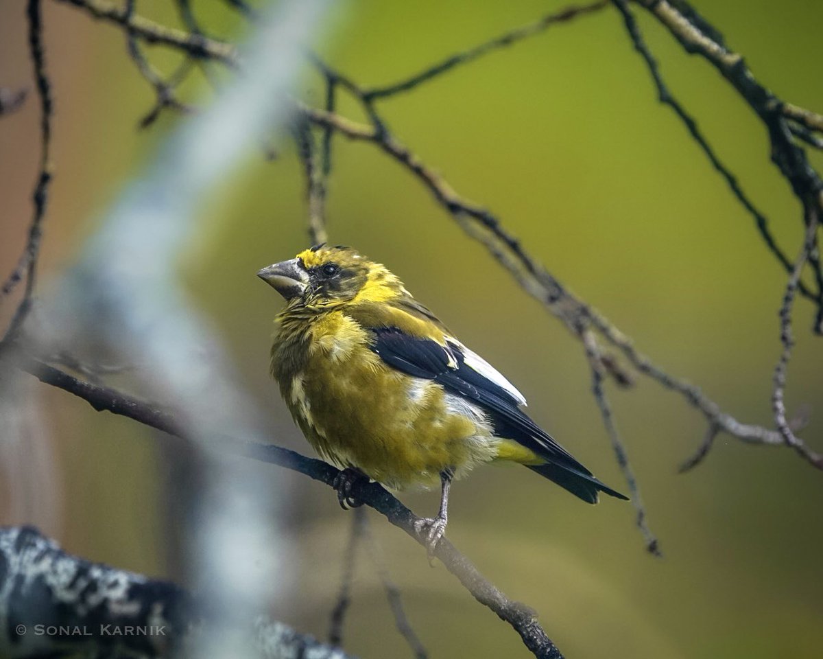 Evening Grosbeak (Hesperiphona vespertina) #birdsseenin2023 #Colorado #grosbeak #birdphotography #SonyAlpha