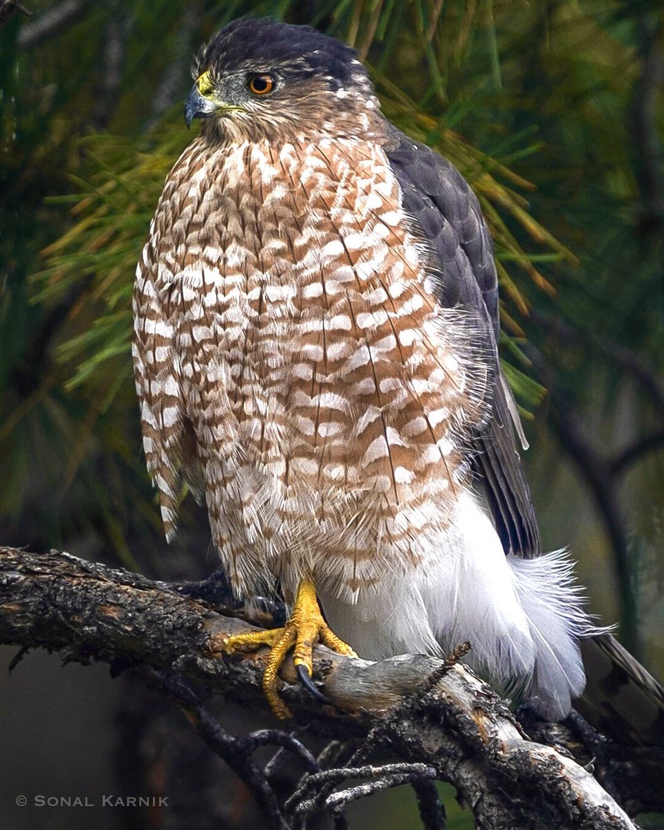Cooper's Hawk (Accipiter cooperii) #birdsseenin2023 #birdphotography #coopershawk #SonyAlpha