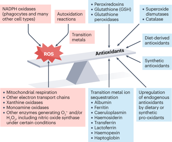 NatRevMCB's tweet photo. Fresh from press #NRMCBReview by Barry Halliwell @NUSingapore @NUSResearch diving into mechanisms of #antioxidant action in health and disease #ROS #ReactiveSpecies
https://t.co/XGwbnnJfR9 https://t.co/mK54F0HRaW
