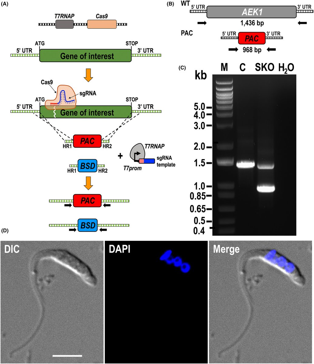 Journal of Eukaryotic Microbiology tweet media