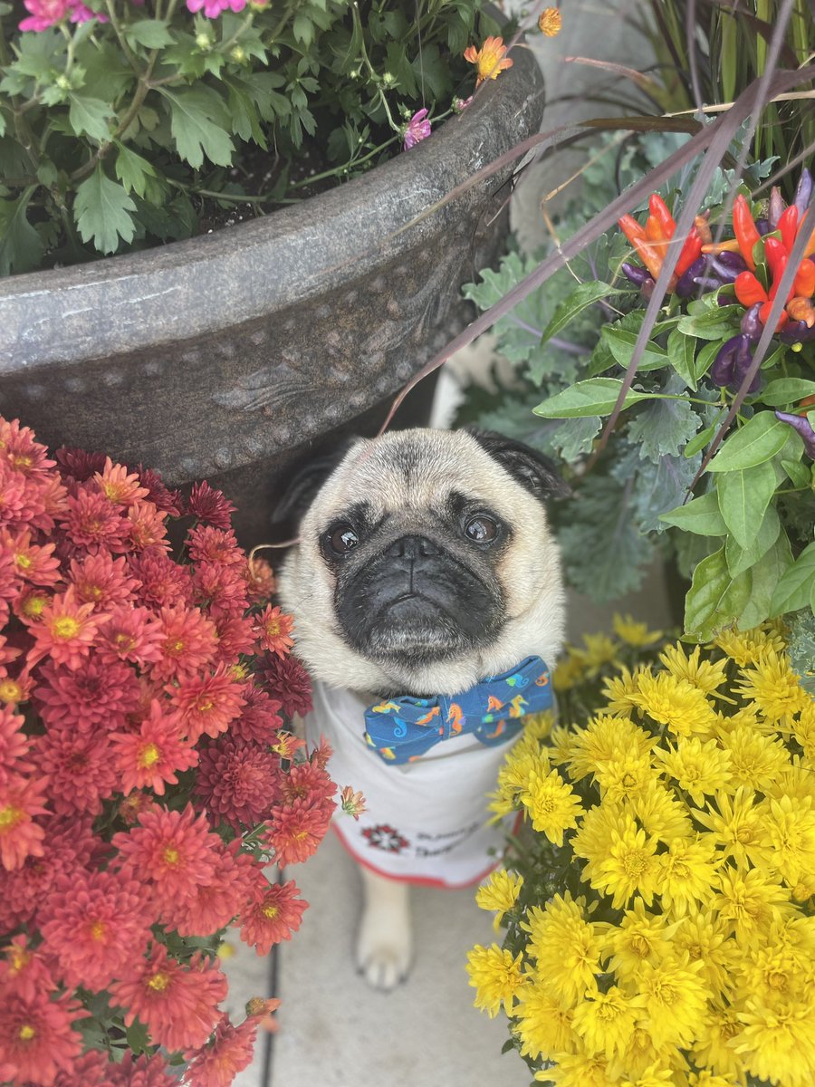 Visiting day at the Sister House 🌻 #pug #therapydog #fallflowers @LdnTherapyDogs