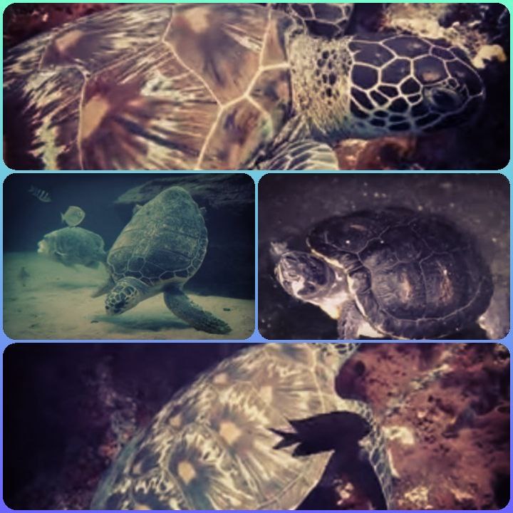 🐢🐢🐢 TURTLES....BIG AND SMALL.....LIVE IN THE SEA....ARE BORN ON LAND...LOTS MORE INTERESTING ABOUT THEM HERE 👇👇👇
youtu.be/reV1VlGXzpY?fe…
#usefulpositive  #animals #turtles