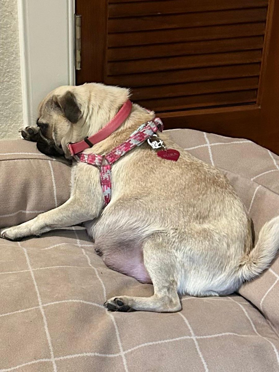 DFW Pug Rescue Club tweet media