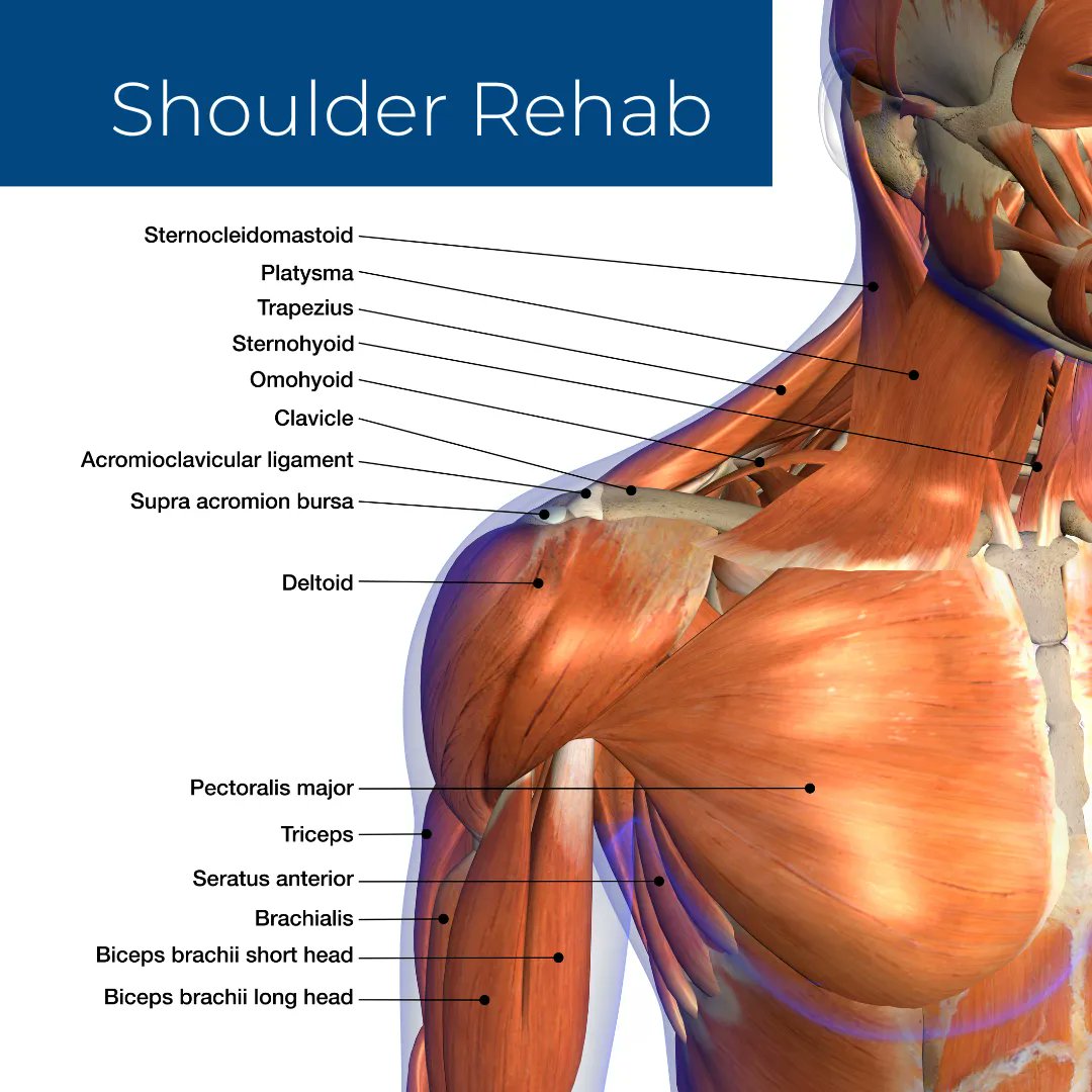 KneeShoulderIns's tweet photo. Do you have questions about shoulder rehab?
Call today to find out more (702) 933-9393
#lasvegaspt #physicaltherapy #athleteinjury #lasvegaspainmanagement #orthopedicsurgery #orthopedicsurgeon #orthopedic #sportsinjury #shoulderpain #shoulderinjury #shoulder #pain #paintreatment https://t.co/QBmxZSpcUW