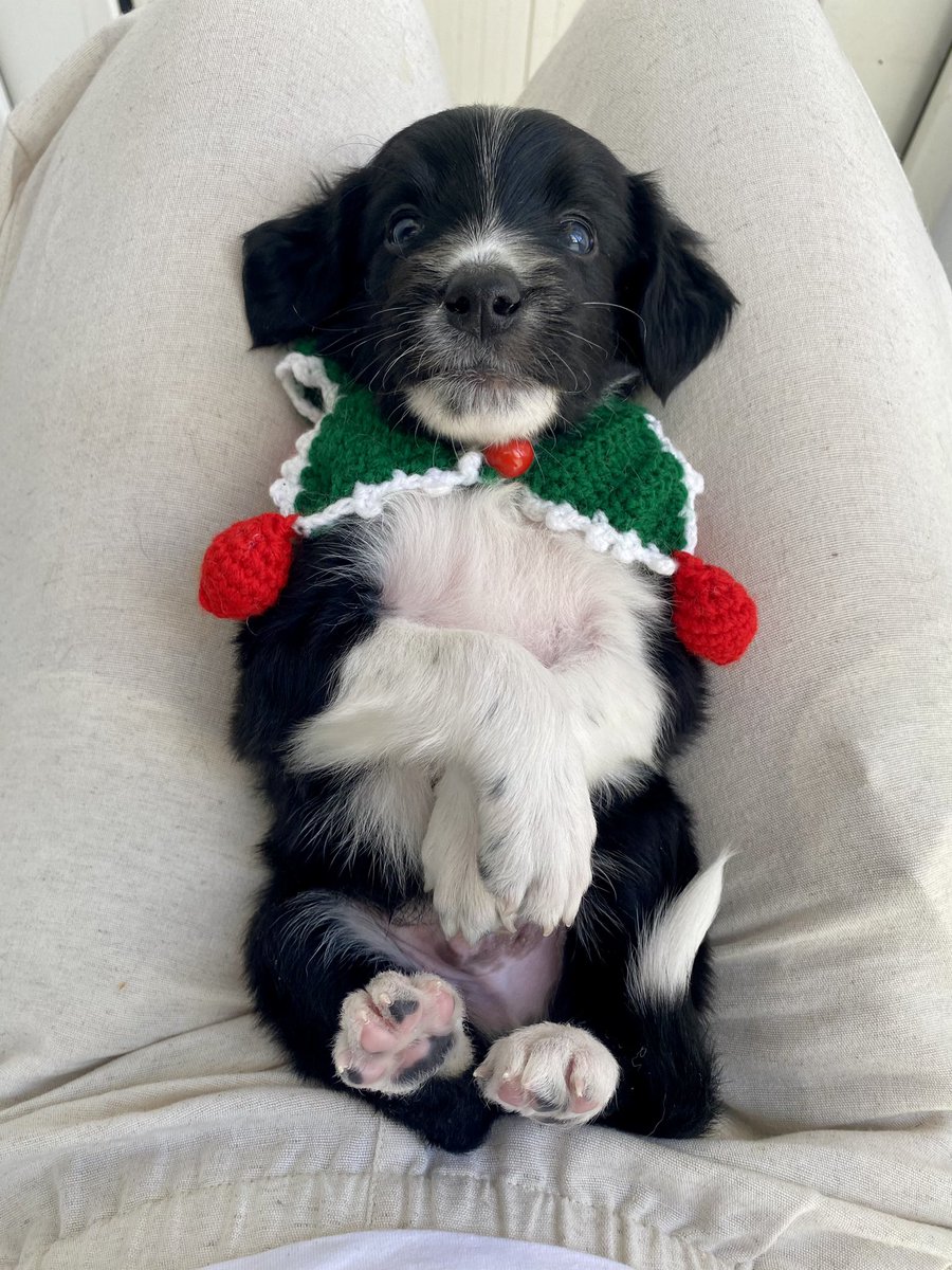 ANKARA’M!🐥 Likya’nın yavrularının ilan zamanı geldii, lütfen her yerde paylaşarak destek olun bize. 2 aydır ne emekler verdiğimizi buradan gördünüz.  Dünya tatlısı yavrularımıza köpek bakmanın bilincinde, ömürlük sorumluluklarını alabilecek aileler arıyoruz.🤍
05325267014