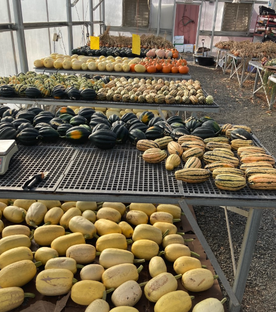wsucahnrs's tweet photo. The winter squash has arrived @ the #WSU Eggert Family Organic Farm! Come to the weekly produce sale tomorrow from 3-6 pm to get acorn, delicata, or carnival squash, in addition to tomatoes, shallots, beets, &amp; much more. #GoCougs https://t.co/HFdRu8Yqn4 https://t.co/s0qL0wX7TJ