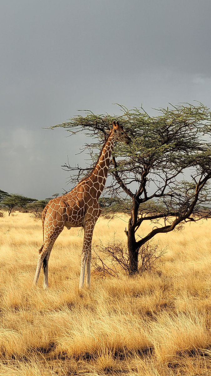 MMateos92's tweet photo. Samburu vibes 🦒🐦 🦁 🐘
#Kenia 🇰🇪 ❤️ https://t.co/u5JbIBEGX8