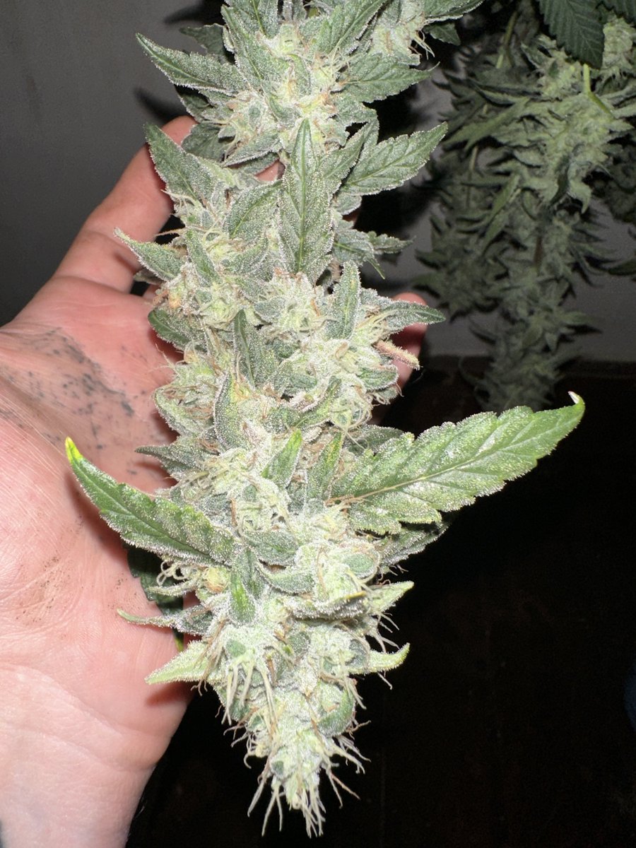 Chopped this Snowcaine a couple weeks early. I want a more sativa-type high. She finishes heavily indica so pulling a little early keeps the smoke from knocking me the fuck out.