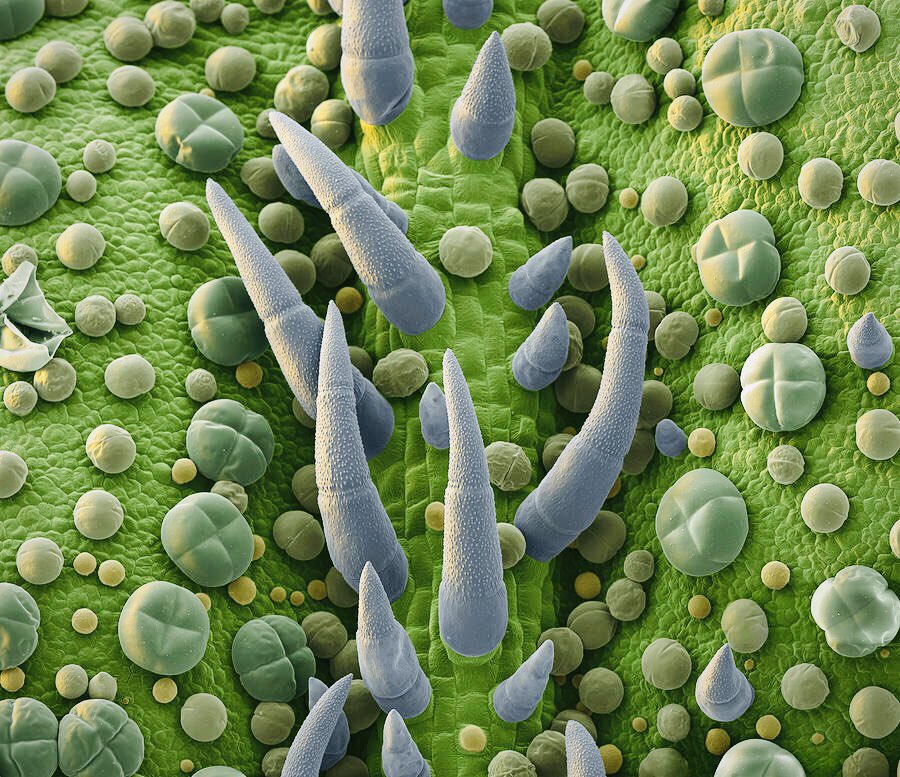 basil leaf surface at 2,800x magnification