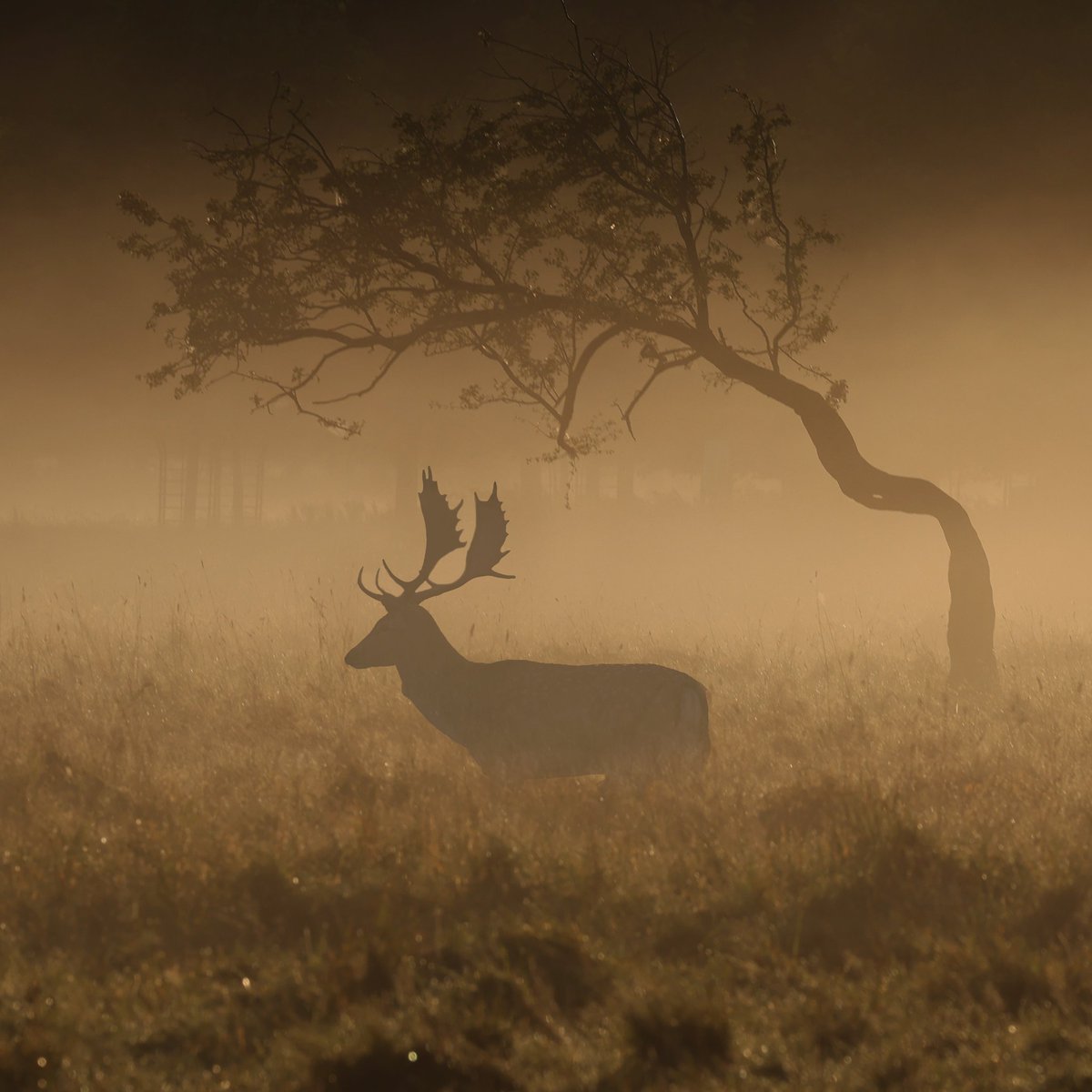 My favourite kind of morning... ❤️

#phoenixpark #deer #dublin #ireland @CanonUKandIE #wildlifephotography