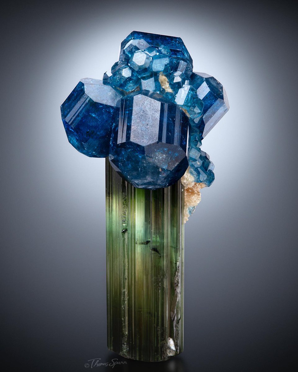 Lustrous Apatite crystals crowns a grass green tourmaline from Alto da Cabeca Mine, Brazil

Photo: MineralMasterpiece
Thomas Spann