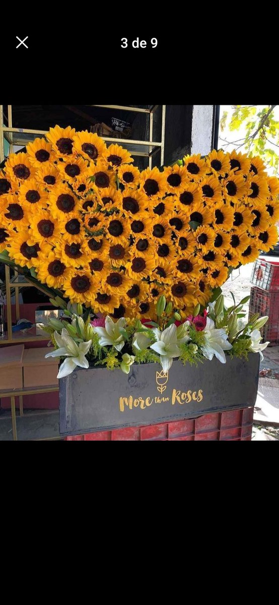 Buenos días 🌻