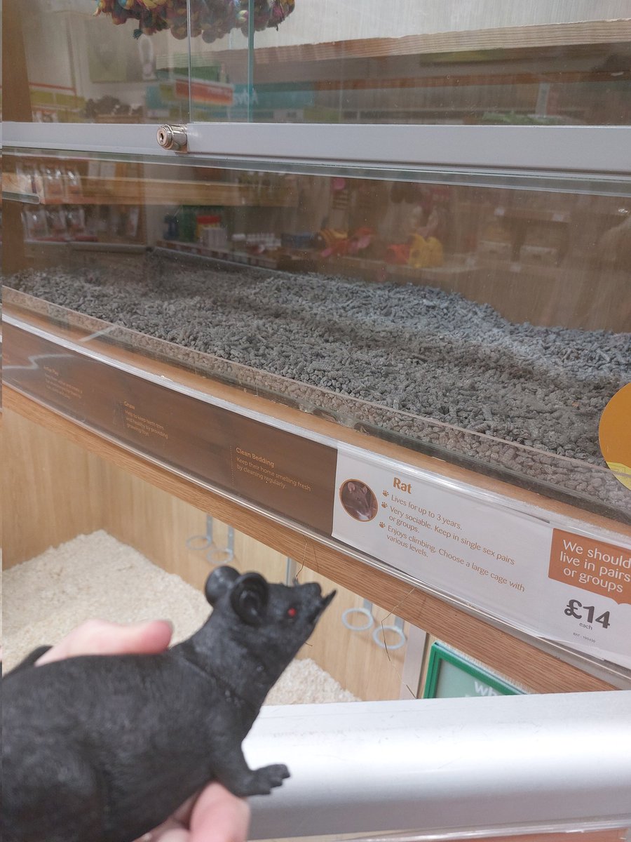 Took the rat to pets at home to find some friends but they weren't home :,( @YouTuberNews
