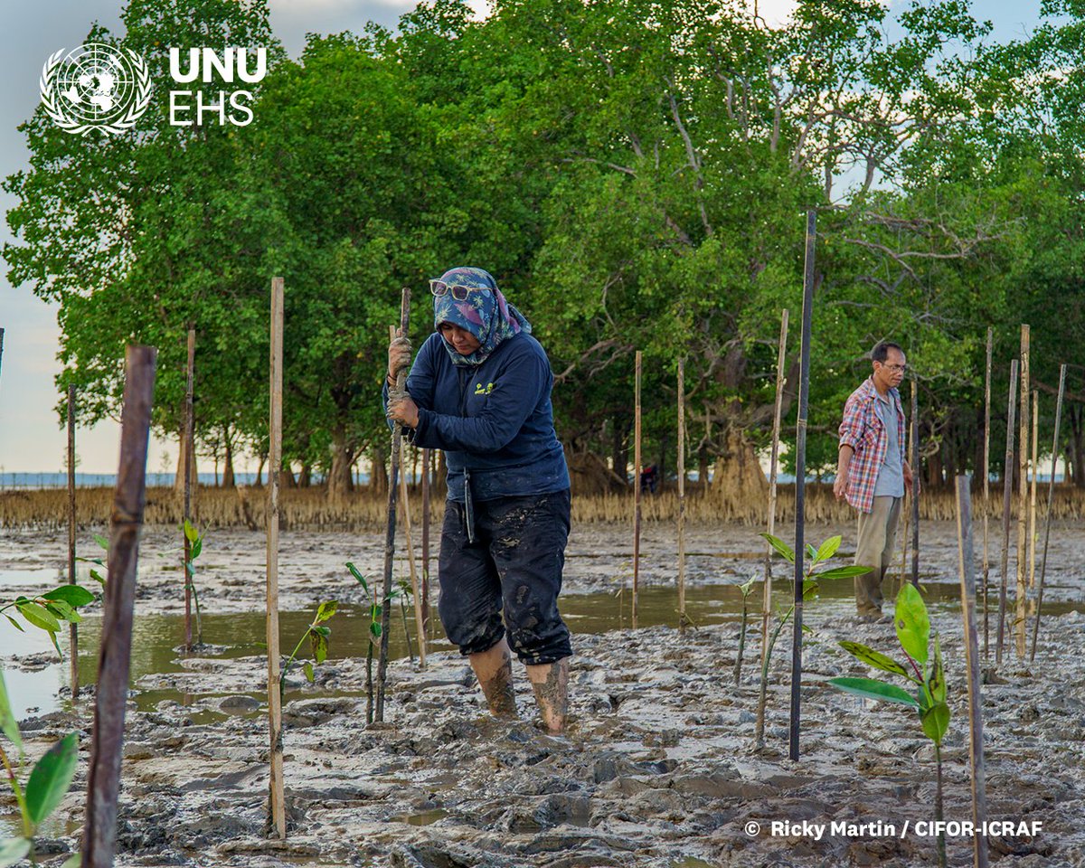 UNBiodiversity's tweet photo. Nature-based solutions (#NbS) offer co-benefits beyond disaster risk reduction, such as:

🦋#biodiversity conservation

🌴improved ecosystem services.

Discover the importance of classifying NbS: https://t.co/vxDEoqN8Az

Via @UNUEHS https://t.co/3ihtGeUimi