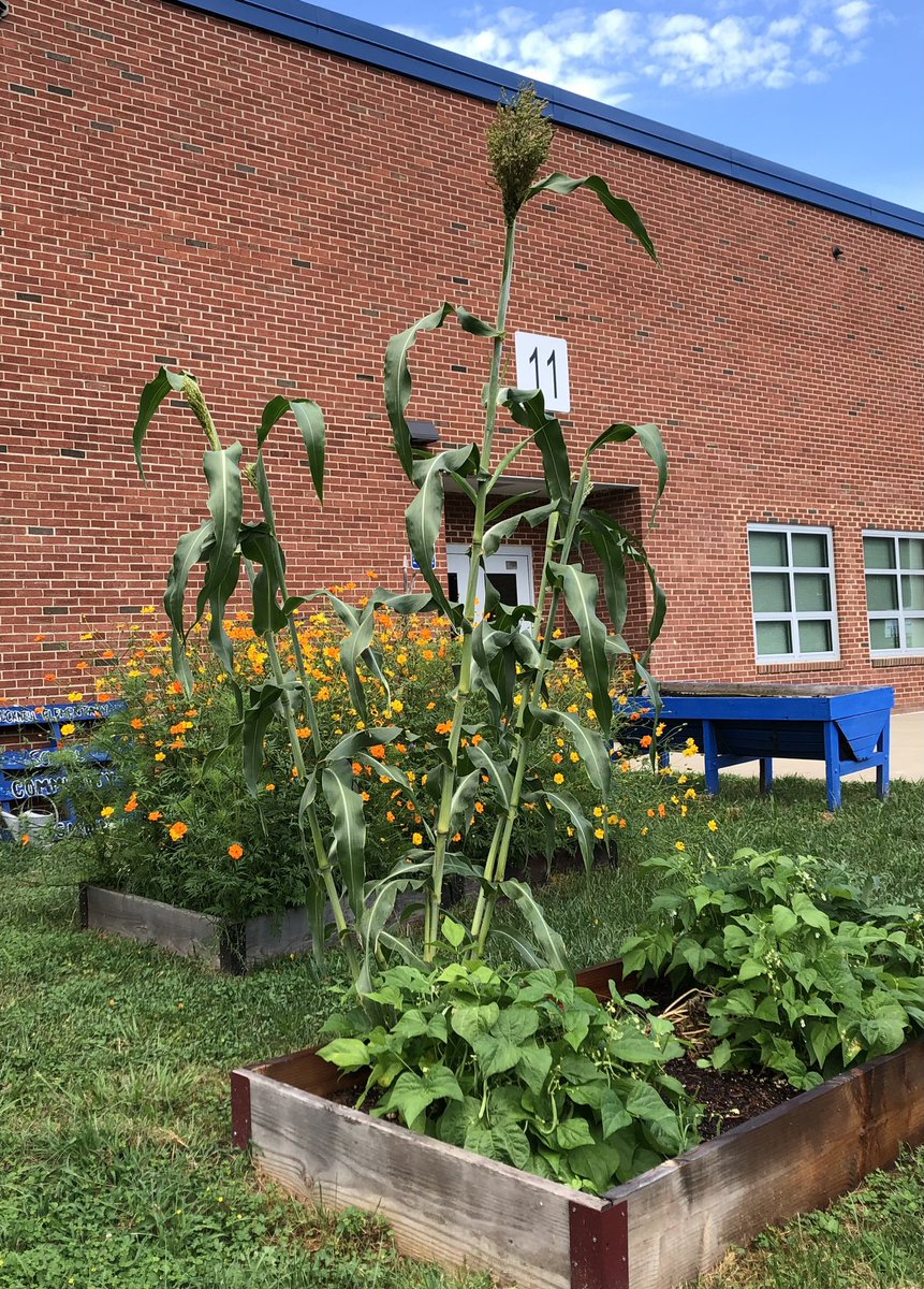 Hello Garden Fans. We learned something new recently. These beautiful plants we assumed were corn are actually sorghum an ancient and versatile grain. Amazing!  <a href="/BucknellElem/">Bucknell Elementary</a> <a href="/PTABucknell/">Bucknell Elementary PTA</a> @ArcadiaFood <a href="/fcpsGet2Green/">FCPS Get2Green</a> #BucknellStrong