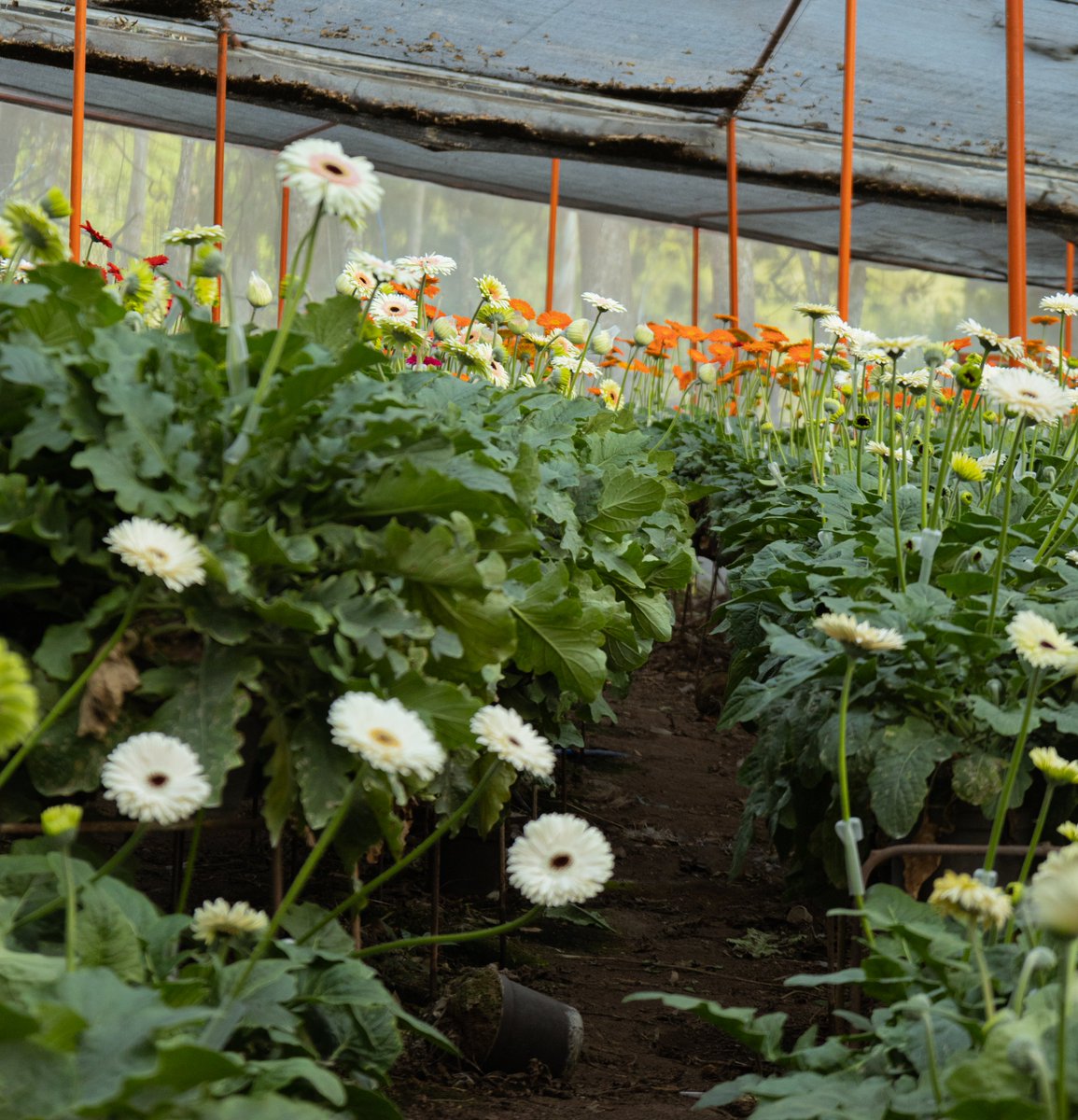 RenyTraceur's tweet photo. Hermoso cultivo de Gerberas que encontramos en el #paramo de #tachira

#tocoron #sinluz #bajon #caracas #banesco #cumana #gojo #carabobo #olimpicodelaucv #ultimahora #tokio #pranes #corpoelec #arbitrum https://t.co/gNT3f94g4e