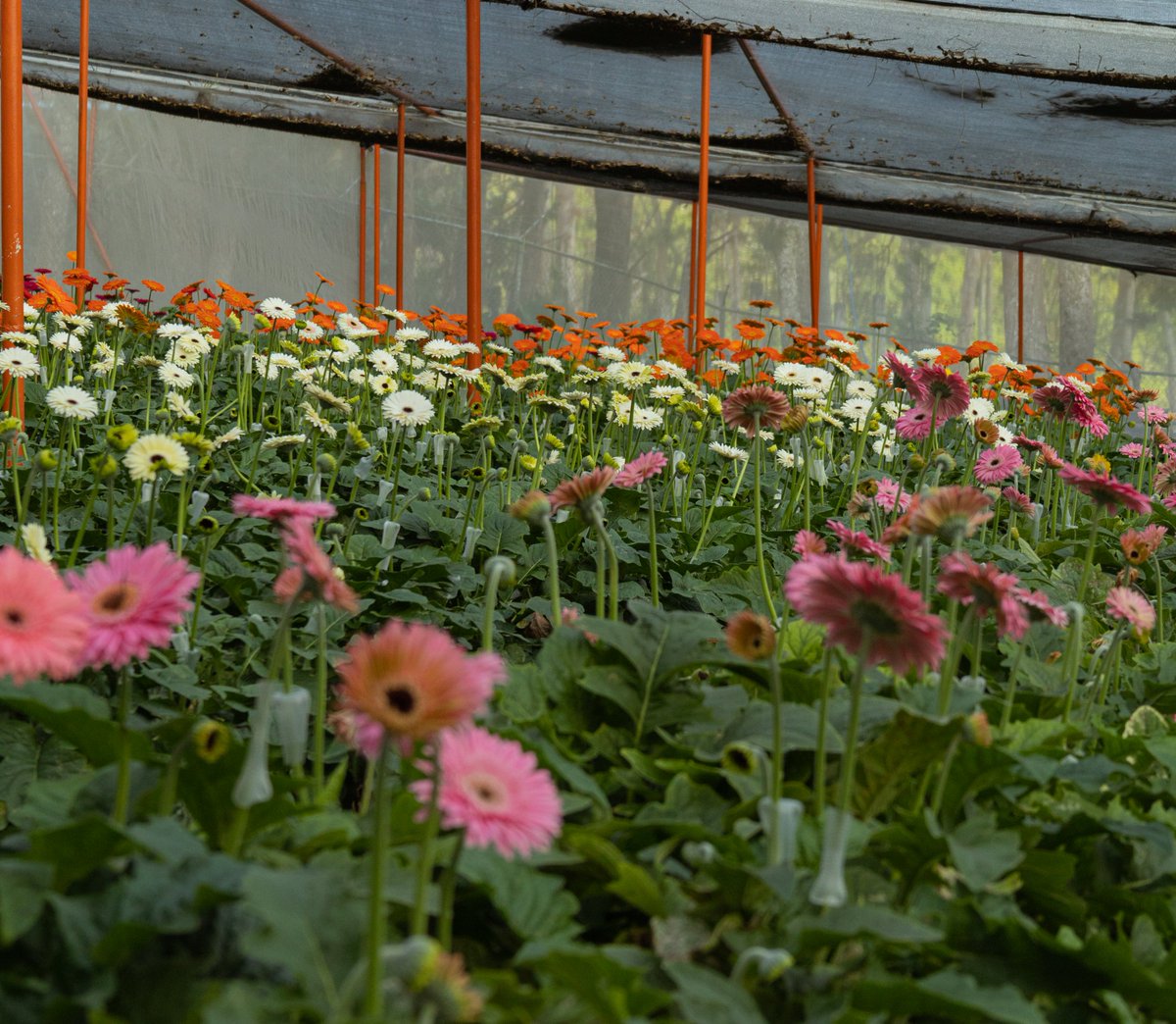 RenyTraceur's tweet photo. Hermoso cultivo de Gerberas que encontramos en el #paramo de #tachira

#tocoron #sinluz #bajon #caracas #banesco #cumana #gojo #carabobo #olimpicodelaucv #ultimahora #tokio #pranes #corpoelec #arbitrum https://t.co/gNT3f94g4e