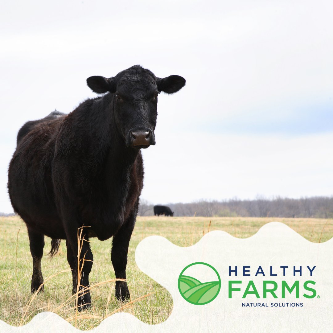 Learn more about that: myhealthyfarms.com/product/beef-d…

#BeefInnovation #BeefPodcastShow #Bioverse #HealthyFarms